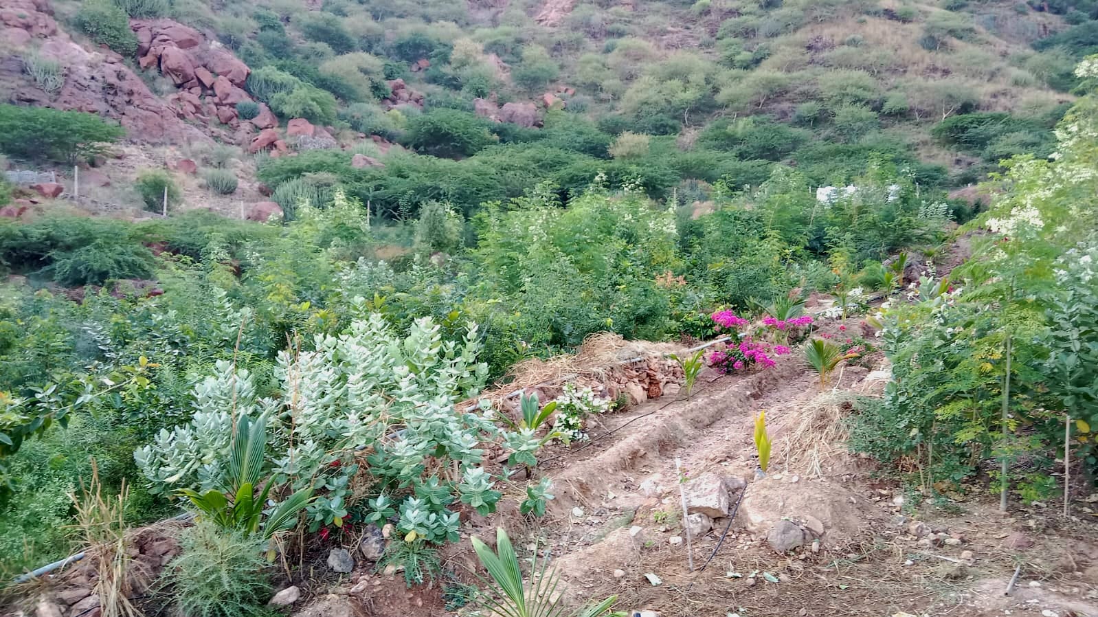 Allied Green Services